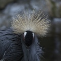 402-3663 Safari Park - West African Crowned Crane